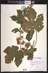 Humulus lupulus image