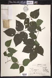 Celtis reticulata image