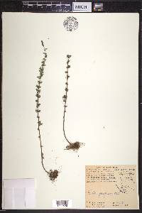 Parietaria pensylvanica image