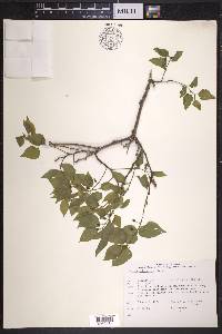 Celtis reticulata image