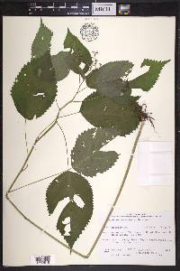 Laportea canadensis image