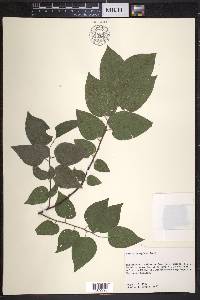 Celtis georgiana image