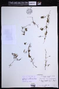 Hymenophyllum lanceolatum image