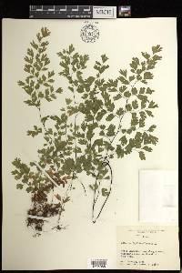 Adiantum capillus-veneris image