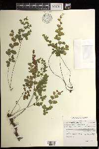 Adiantum capillus-veneris image