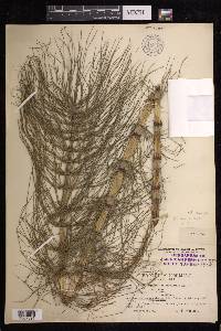 Equisetum sylvaticum image