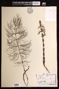 Equisetum telmateia image