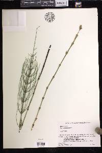 Equisetum × moorei image
