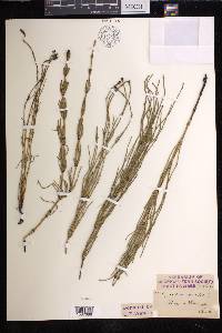 Equisetum palustre image