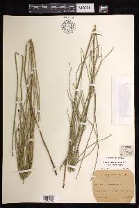 Equisetum ramosissimum image