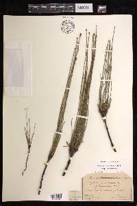 Equisetum ramosissimum image