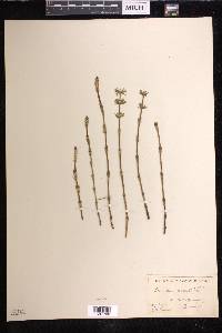 Equisetum palustre image