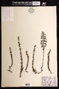 Equisetum telmateia image