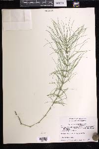 Equisetum pratense image