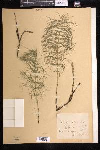 Equisetum pratense image