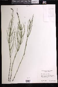 Equisetum palustre image