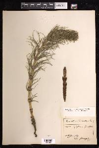 Equisetum telmateia image