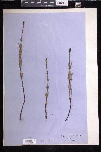 Equisetum palustre image