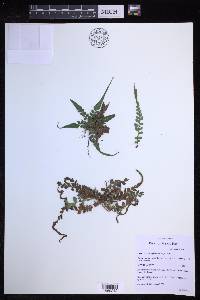 Polystichum rhizophyllum image