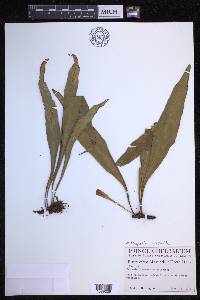 Pleopeltis marginata image