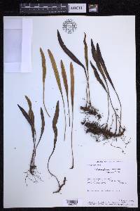 Elaphoglossum wawrae image