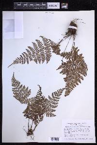 Dryopteris glabra image