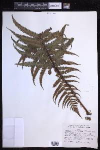 Dryopteris fuscoatra image