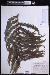 Dryopteris fuscoatra image