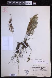 Pecluma plumula image