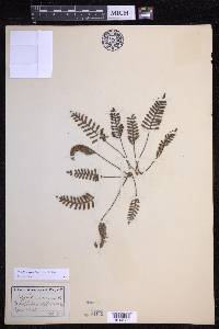 Pleopeltis acicularis image