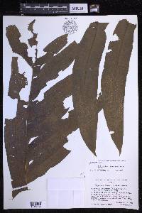 Phlebodium decumanum image