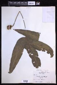 Phlebodium decumanum image