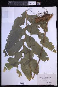 Phlebodium decumanum image