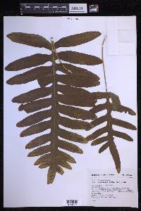 Phlebodium aureum image