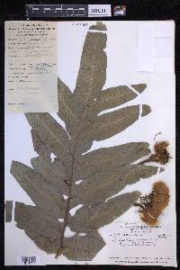 Phlebodium decumanum image