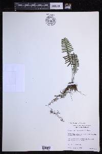 Pecluma dispersa image