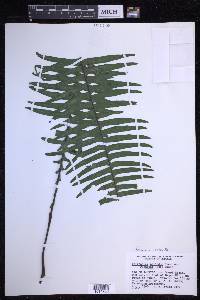 Pecluma robusta image