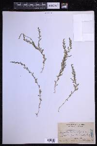 Selaginella eschscholzii image