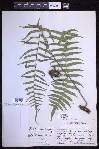 Serpocaulon dissimile image