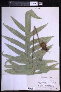 Phlebodium aureum image