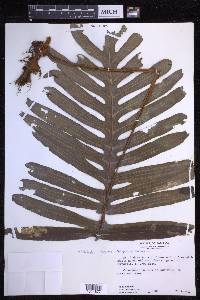 Phlebodium aureum image
