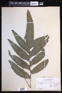 Phlebodium decumanum image