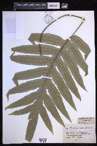 Phlebodium aureum image