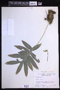 Phlebodium aureum image