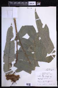 Phlebodium decumanum image
