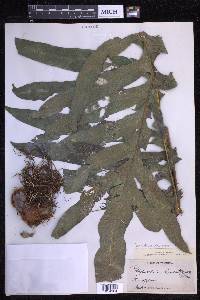 Phlebodium decumanum image