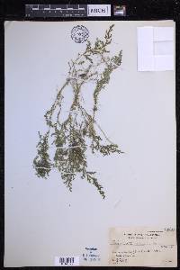 Selaginella eschscholzii image