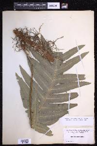 Phlebodium aureum image