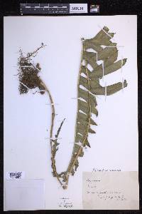 Phlebodium aureum image