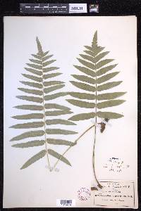 Polypodium subpetiolatum image